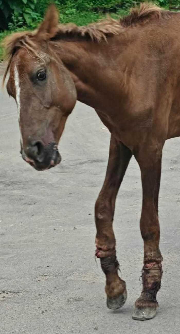 Animal habilitation activity at the trust
